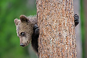 BEA 02 WF0004 01
European Brown Bear Cub Climbing Pine Tree