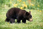 BEA 02 DB0001 01
Black Bear Cub Walking On Grass