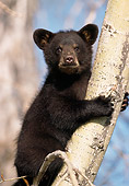 BEA 02 DB0002 01
Black Bear Cub Climbing Tree