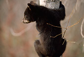 BEA 02 DB0003 01
Black Bear Cub Climbing Tree