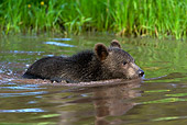 BEA 02 KH0004 01
Grizzly Bear Cub Swimming In Stream
