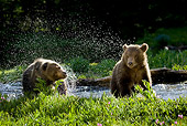 BEA 02 KH0006 01
Grizzly Bear Cubs Splashing In Stream