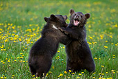 BEA 02 KH0007 01
Grizzly Bear Cubs Wrestling In Field Of Yellow Wildflowers