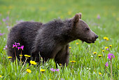 BEA 02 KH0010 01
Grizzly Bear Cub Standing In Field Of Wildflowers