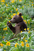BEA 02 KH0011 01
Grizzly Bear Cub Sitting In Field Of Wildflowers Holding Flower