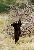 BEA 02 RF0001 01
Black Bear Cub Standing On Hind Legs Reaching For Tree Branch