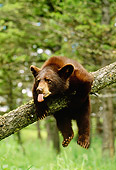 BEA 02 RW0001 01
Black Bear Cub Playing On Tree Branch