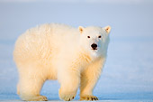 BEA 02 SK0001 01
Polar Bear Cub Walking On Ice