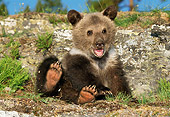 BEA 02 TK0001 01
Grizzly Bear Cub Playing On Dirt Rocky Mountains