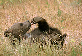 BEA 02 TK0002 01
Grizzly Bear Cub Laying On Back Licking Foot Rocky Mountains