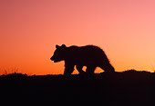 BEA 02 TK0003 01
Silhouette Of Grizzly Bear Cub Walking At Sunset Rocky Mountains