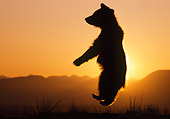 BEA 02 TK0004 01
Silhouette Of Grizzly Bear Cub Leaping Sunset Rocky Mountains