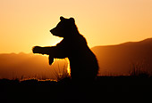 BEA 02 TK0005 01
Silhouette Of Grizzly Bear Cub Walking Sunset Rocky Mountains