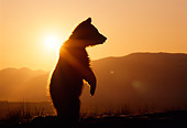 BEA 02 TK0006 01
Silhouette Of Grizzly Bear Cub Standing Sunset Rocky Mountains