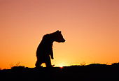 BEA 02 TK0007 01
Silhouette Of Grizzly Bear Cub Walking On Hind Legs Sunset Rocky Mountains