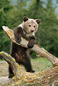 BEA 02 TK0009 01
Grizzly Bear Cub Playing On Log Rocky Mountains