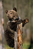 BEA 02 TK0010 01
Grizzly Bear Cub Playing On Tree Stump Rocky Mountains
