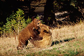 BEA 02 TL0003 01
Two Grizzly Bear Cubs Wrestling On Hillside Near Woods