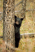 BEA 02 TL0004 01
Black Bear Cub Climbing Tree In Autumn
