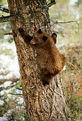 BEA 02 TL0005 01
Black Bear Cub Climbing Tree In Autumn