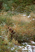 BEA 02 TL0006 01
Black Bear Cub Eating Vegetation In Autumn