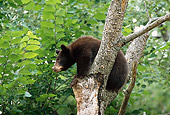 BEA 02 TL0007 01
Black Bear Cub Climbing Tree In Summer