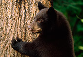 BEA 02 TL0008 01
Head And Shoulder Shot Of Black Bear Cub Climbing Tree