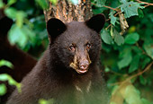 BEA 02 TL0009 01
Head And Shoulder Shot Of Black Bear Cub Climbing Tree