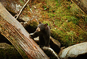 BEA 02 TL0010 01
Black Bear Cub Climbing On Log And Boulders