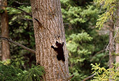 BEA 02 TL0011 01
Black Bear Cub Climbing Tree In Woods