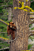 BEA 02 TL0012 01
Black Bear Cub Climbing Tree In Woods