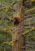 BEA 02 TL0013 01
Black Bear Cub Climbing Tree In Woods
