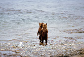 BEA 02 TL0015 01
Two Coastal Grizzly Bear Cubs Standing On Hind Legs On Rocky Riverbank