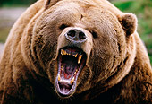 BEA 03 BA0003 01
Head Shot Of Grizzly Bear Growling
