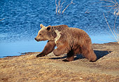 BEA 03 GL0001 01
Grizzly Bear Walking Along Water