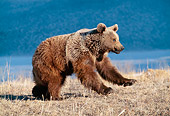BEA 03 GL0002 01
Grizzly Bear Running Through Meadow