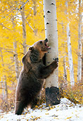 BEA 03 KH0014 01
Grizzly Bear Leaning Against Tree Growling