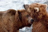 BEA 03 LS0002 01
Close-Up Of Two Grizzly Bears Nuzzling By Stream Alaska