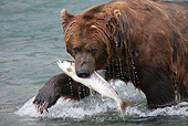 BEA 03 LS0007 01
Close-Up Of Grizzly Bear With Salmon In Mouth In Stream Alaska