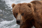 BEA 03 LS0008 01
Head Shot Of Grizzly Bear Walking In Stream Alaska