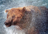 BEA 03 LS0009 01
Close-Up Of Grizzly Bear Shaking Off Water Katmai National Park, Alaska