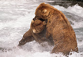 BEA 03 LS0011 01
Two Grizzly Bears Fighting In Stream, Alaska