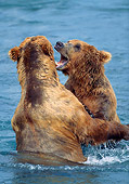 BEA 03 LS0012 01
Two Grizzly Bears Play Fighting In Stream, Alaska