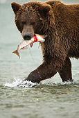 BEA 03 MC0001 01
Close-Up Of Grizzly Bear Eating Salmon In River