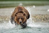 BEA 03 MC0004 01
Grizzly Bear Chasing Pink Salmon In Tidal Creek