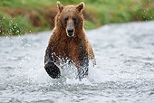 BEA 03 MC0005 01
Grizzly Bear Chasing Pink Salmon In Tidal Creek