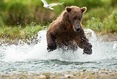 BEA 03 MC0006 01
Grizzly Bear Chasing Pink Salmon In Tidal Creek