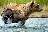 BEA 03 MC0007 01
Grizzly Bear Chasing Pink Salmon In Tidal Creek