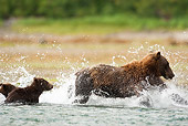 BEA 03 MC0008 01
Grizzly Bear Sow With Cub Chasing Pink Salmon In Tidal Creek