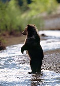 BEA 03 MC0011 01
Grizzly Bear Cub Standing Up On Hind Legs In River